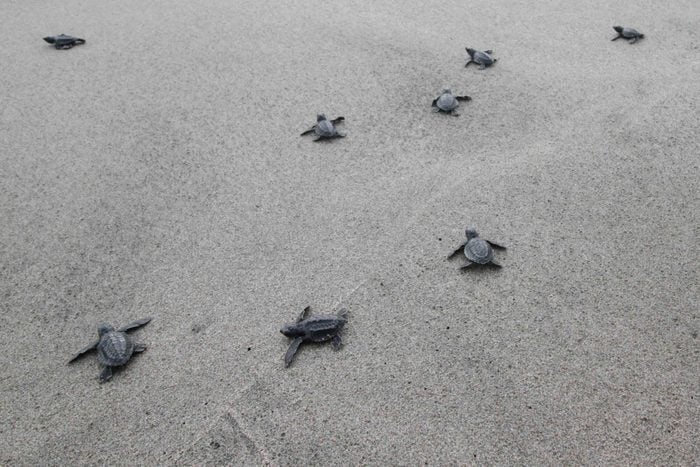 Sea Hatchlings Release Program In Aceh, Indonesia