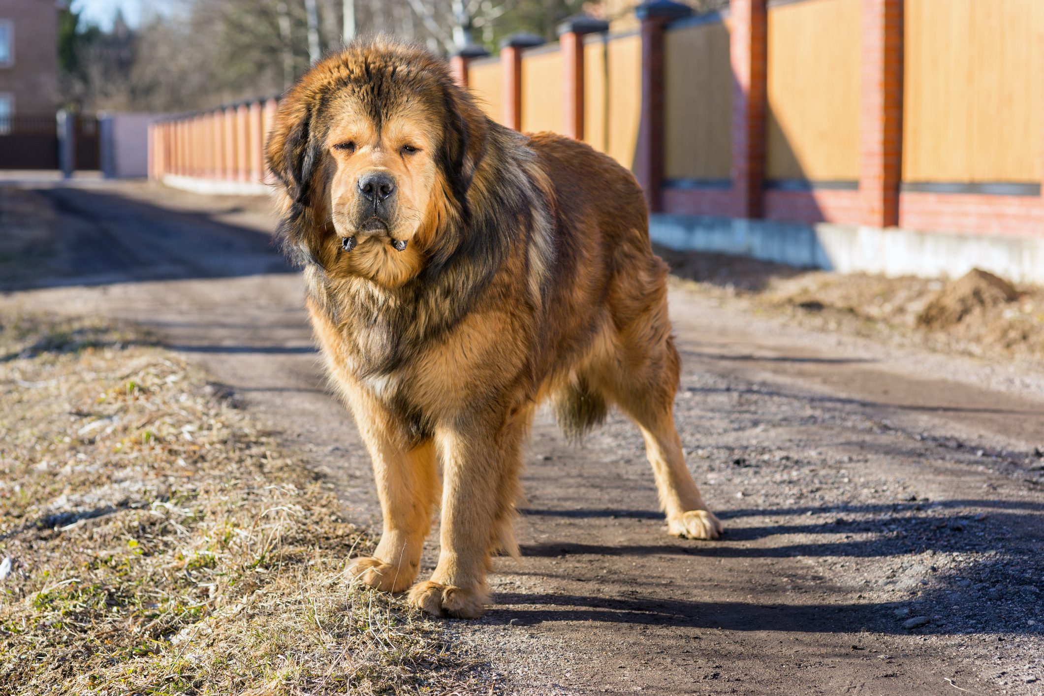 skruenøgle Forsendelse Lager 21 Best Guard Dog Breeds for Protection | Guard Dog Breeds
