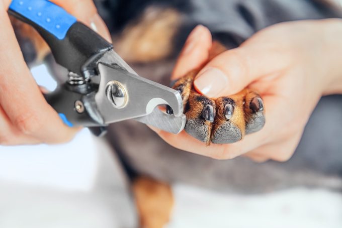 Woman is cutting nails of dog
