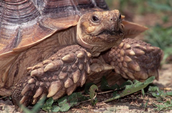 Head and Front Legs of an African Spurred Tortoise