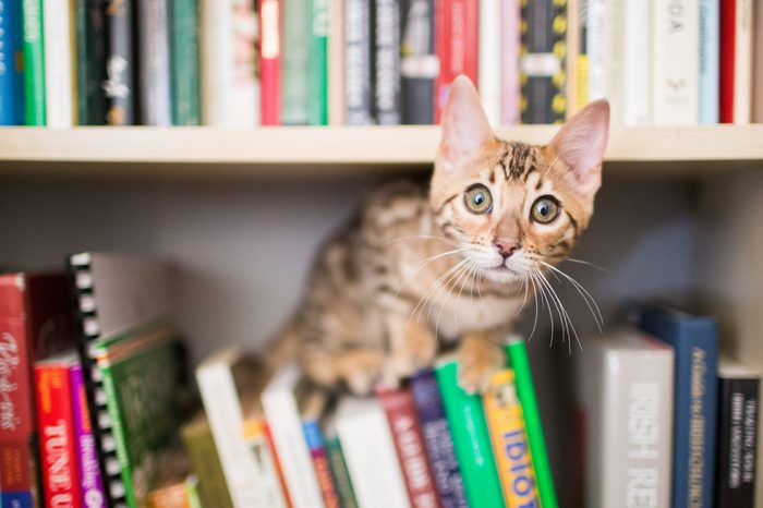 Curious Bengal kitten on bookshelf with books