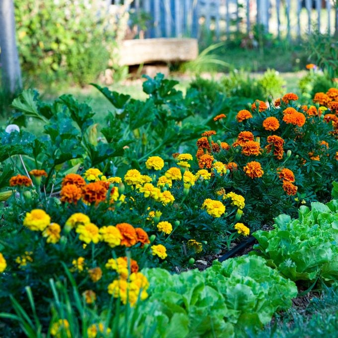Salads and marigolds in a garden