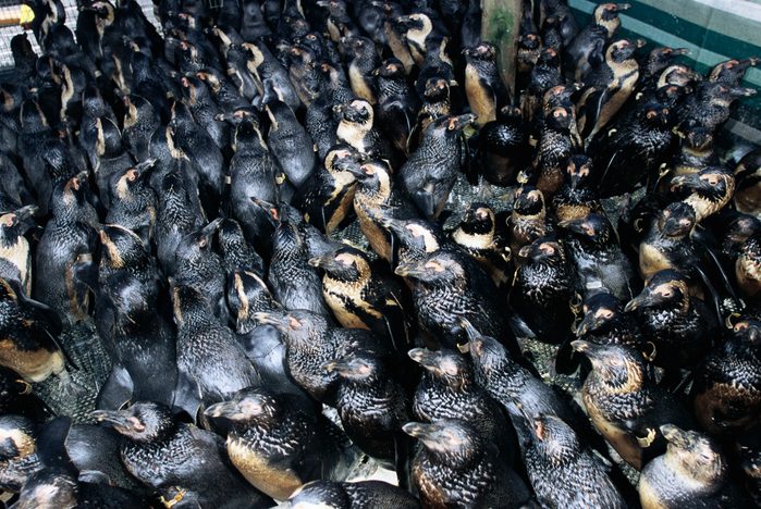 Jackass Penguins Covered in Oil