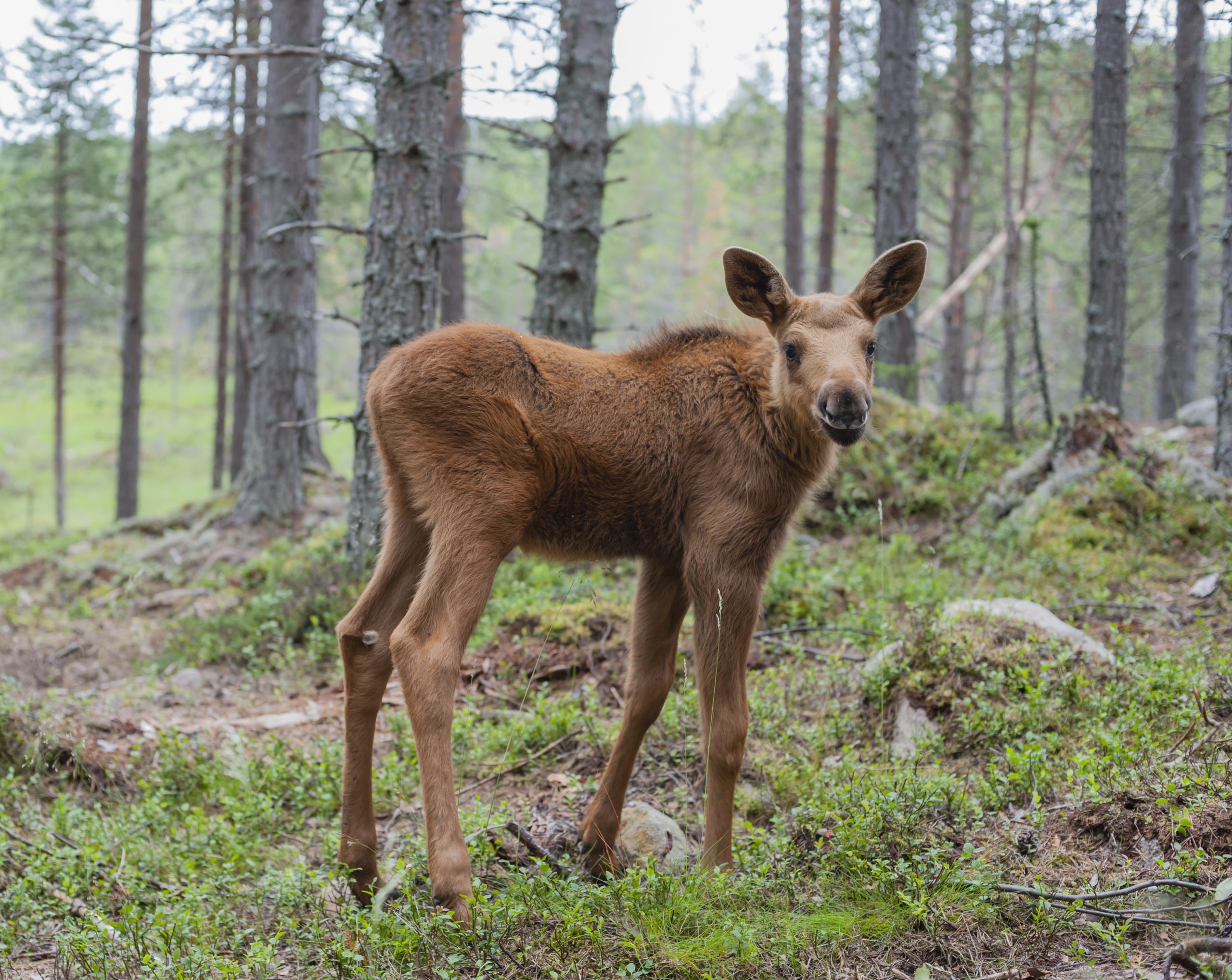 Sweden, Dalarna, juvenile elk in forest