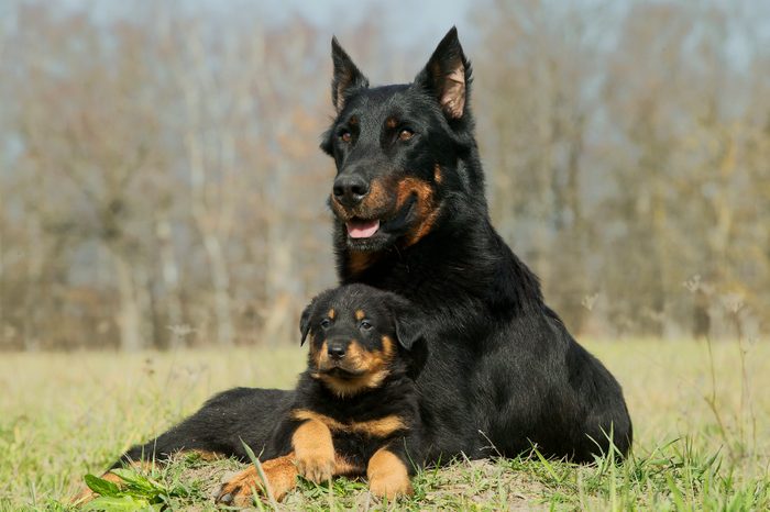 Beauceron dog and puppy sitting together in the grass