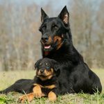 21 Best Guard Dog Breeds for Protection