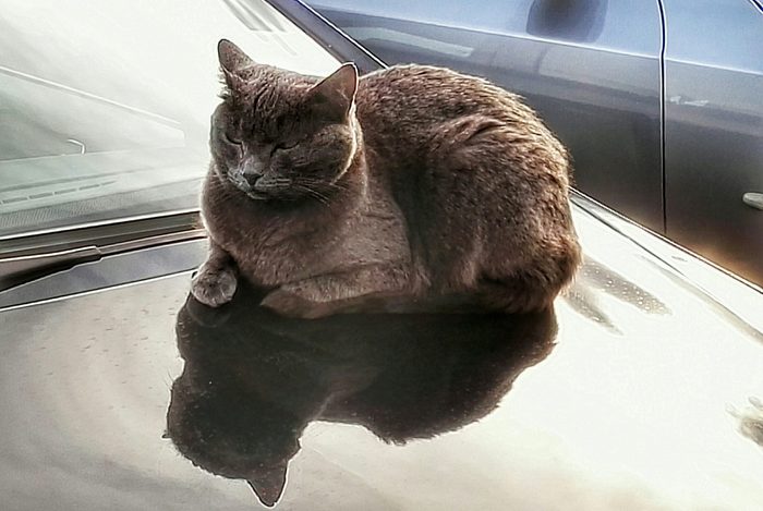 High Angle View Of Cat Resting On Car Hood