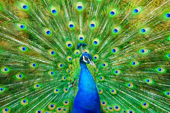 Close-Up Of Peacock With Fanned Out Feathers