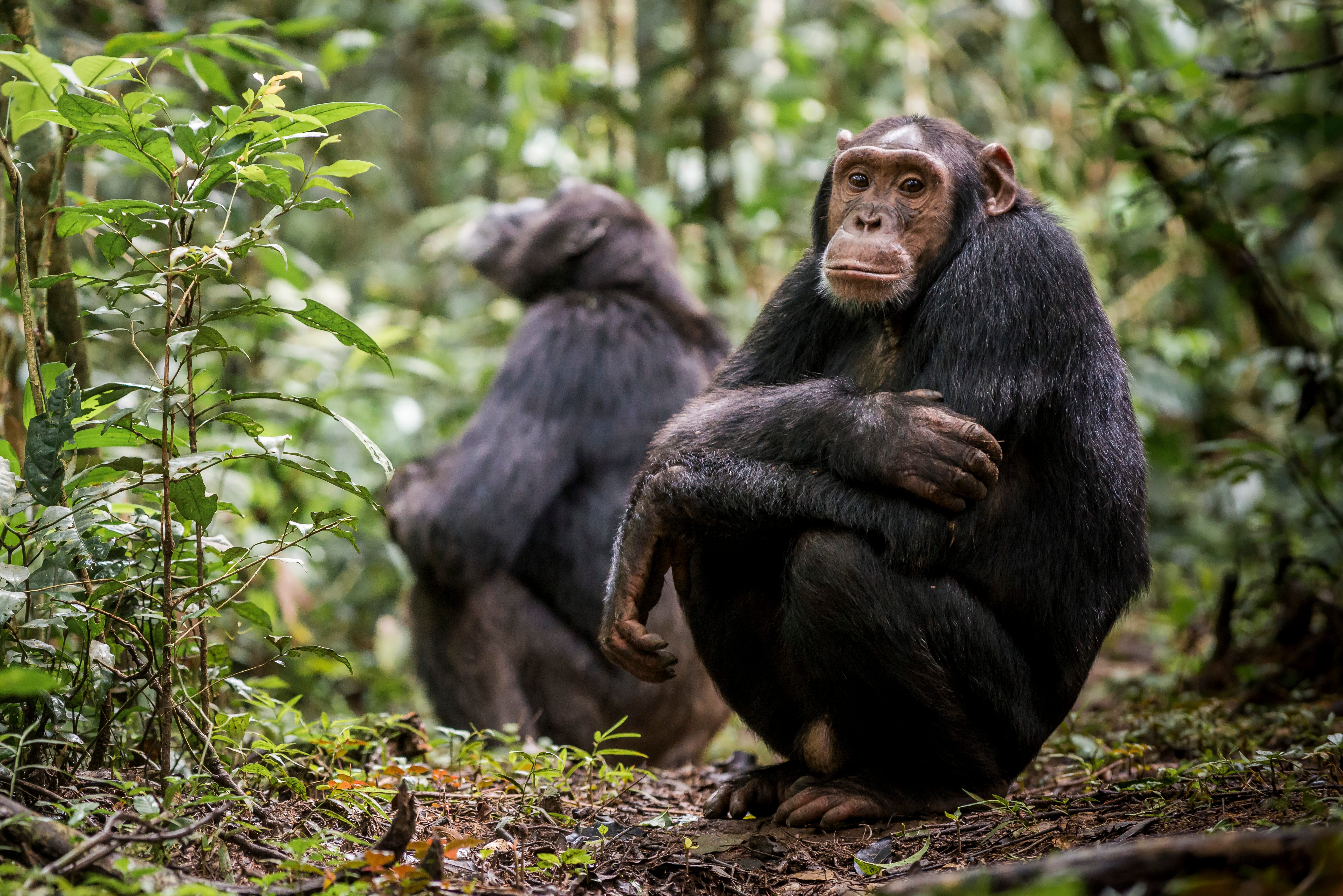 Chimpanzees in Kibale National Park