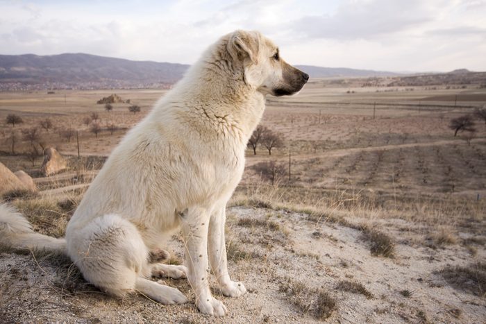 Anatolian shepherd overlooking a hill and desert region