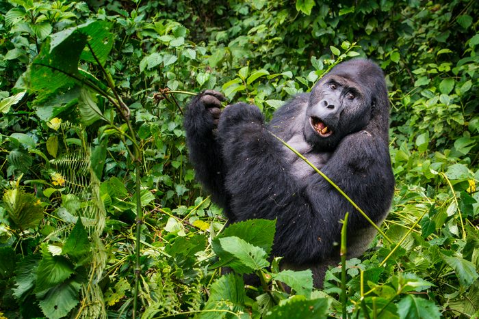 Feeding Silverback Gorilla, wildlife shot, Congo