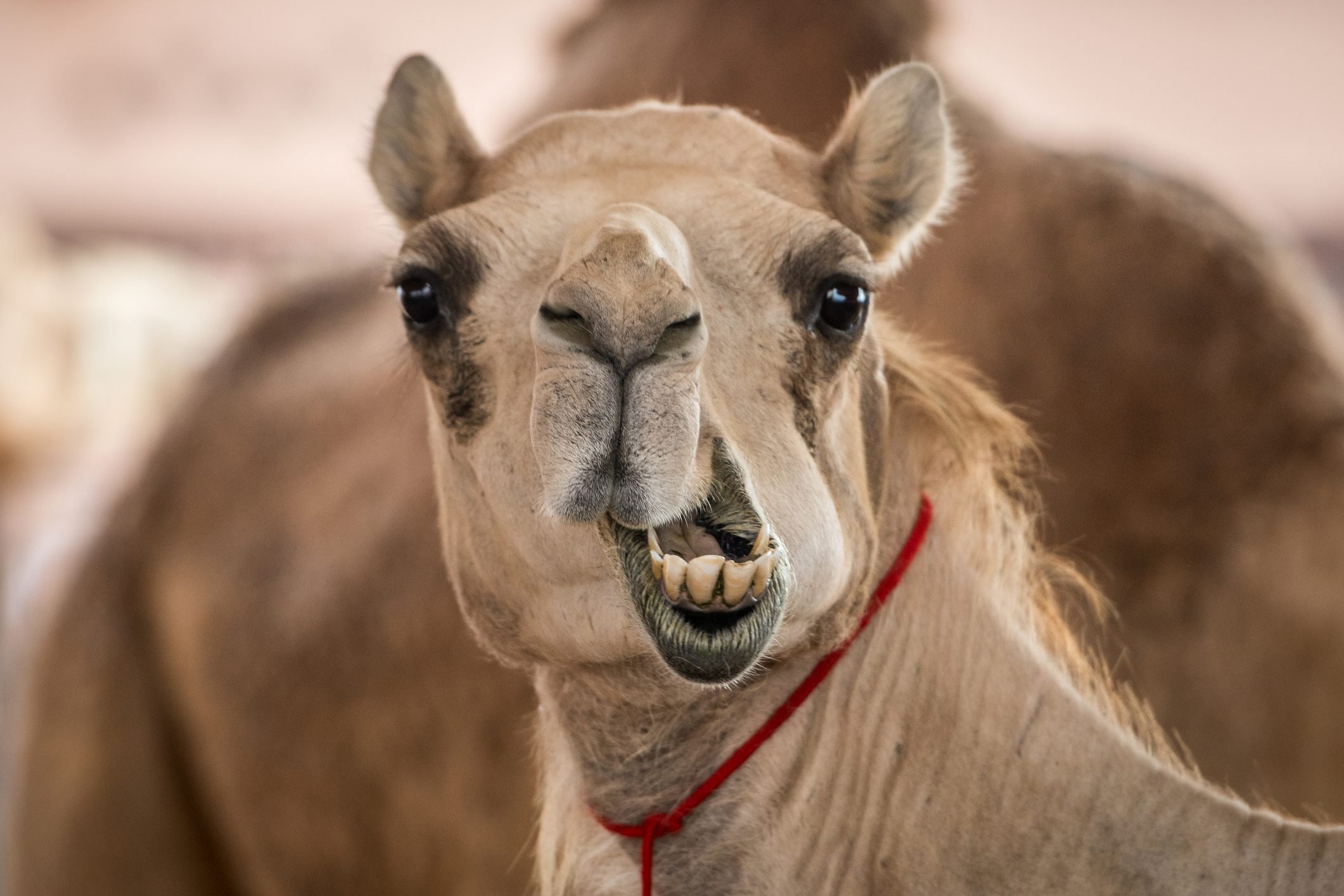 Silly camel face