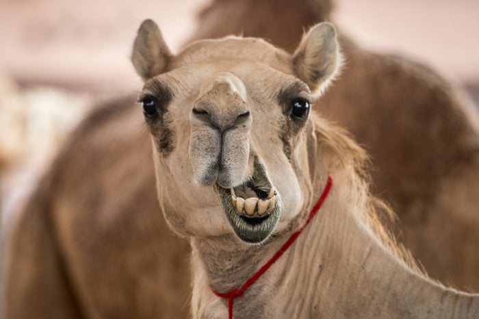 Silly camel face