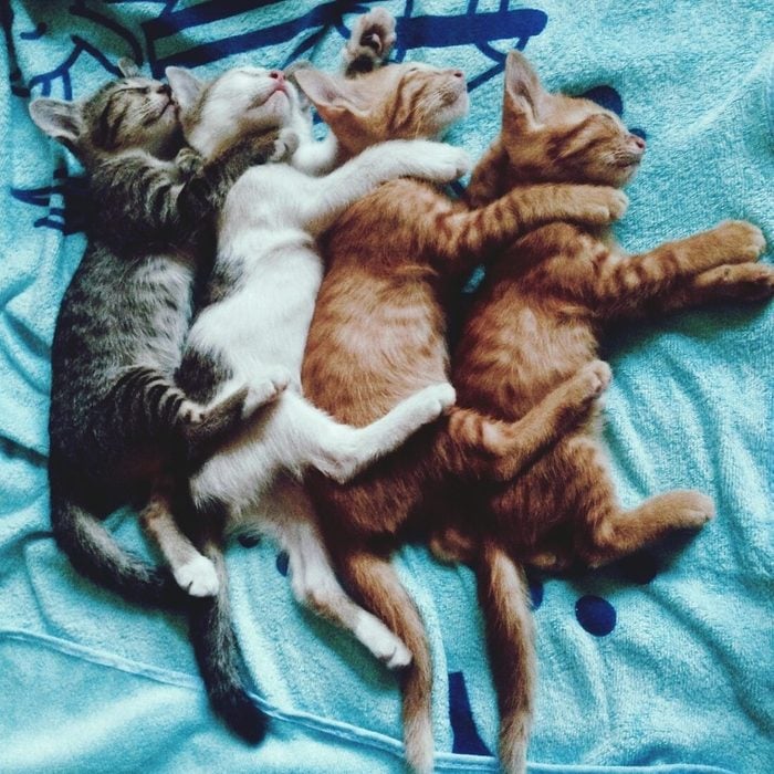 High Angle View Of Kittens Sleeping On Bed