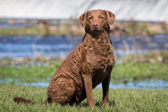 Chesapeake Bay Retriever Sitting Outside by the water