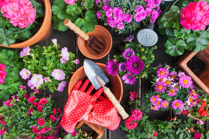 Gardening, different spring and summer flowers, gardening tools on garden table