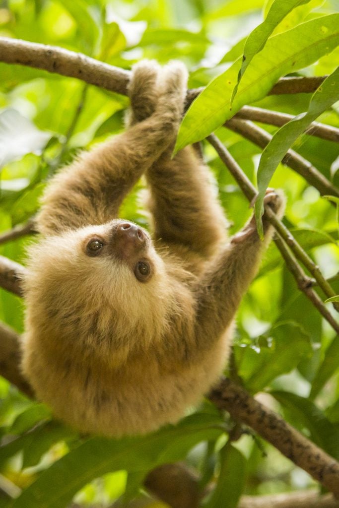 Costa Rica, baby sloth.