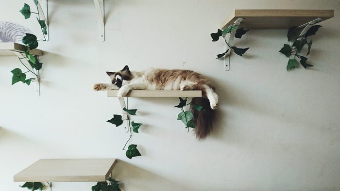 Cat Relaxing On Shelf At Home