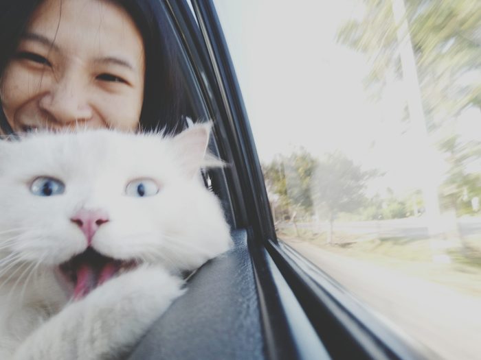 Close-Up Portrait Of Woman And Cat In Car