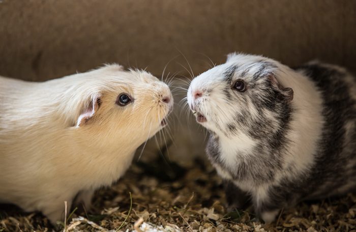 Close-Up Of Guinea Pigs At Home