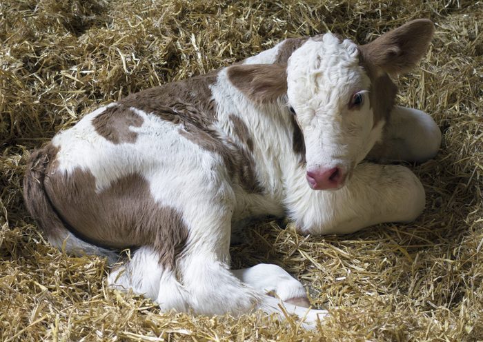 Europe, Germany, Bavaria, View Of Dairy Cow Newborn Calf, After Complicated Birth