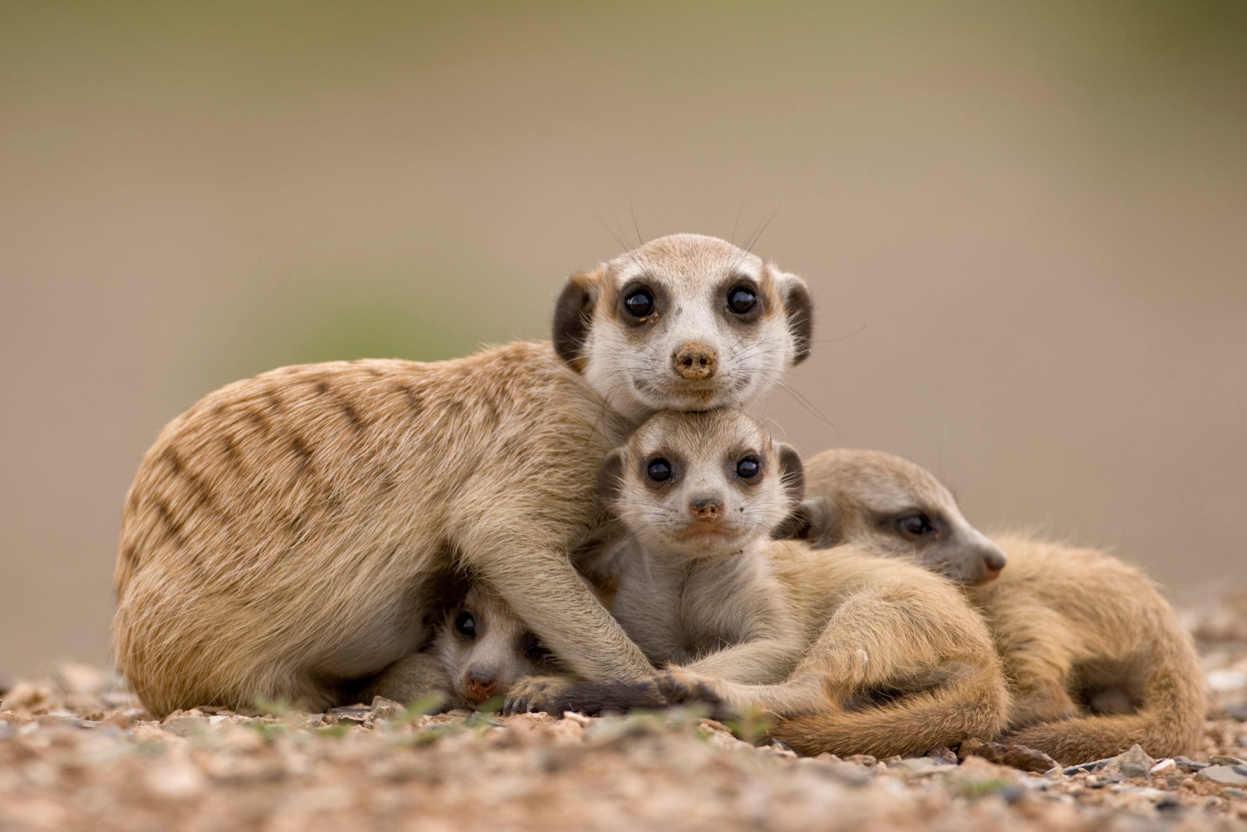Meerkat with Pups, Namibia