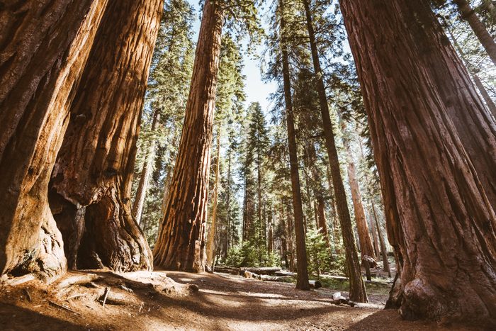 Sequoia national park trees