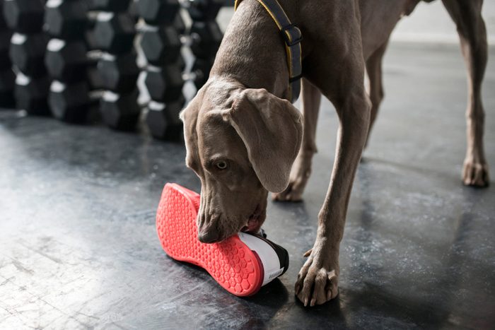 Dog Chewing A Shoe