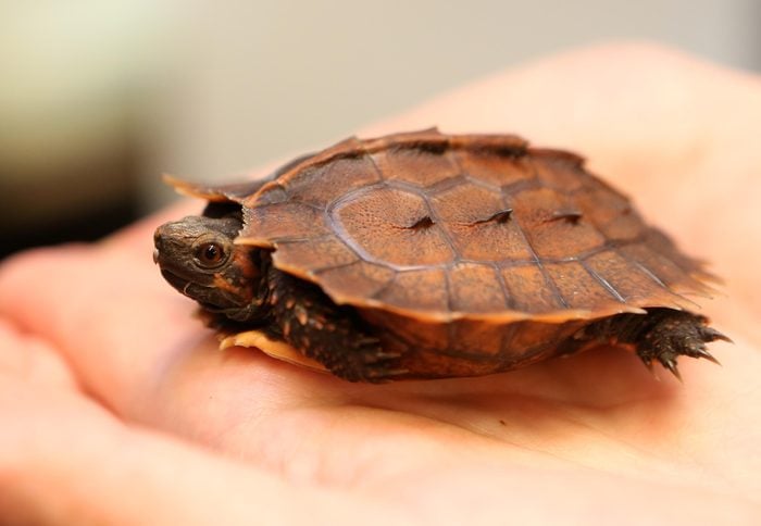 New baby spiny turtle