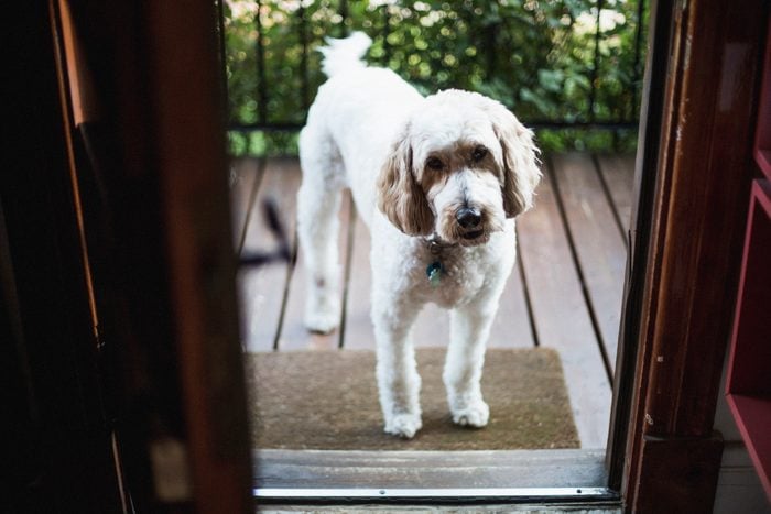 Goldendoodle dog infront of an open front door