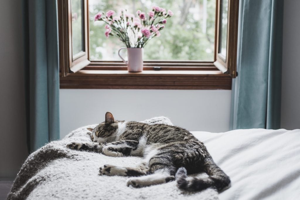 Should You Let Your Cat Sleep in Your Bed? Reader's Digest
