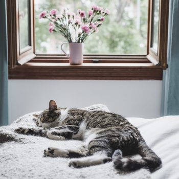Tabby cat sleeping on a bed