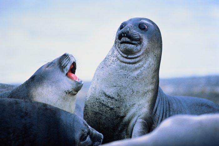 Young elephant seals (Mirounga leonina)Antarctica