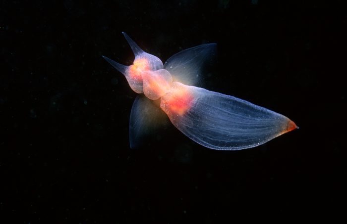 Naked Sea Butterfly swimming near the surface.