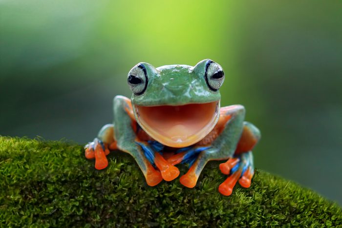 Portrait of a Javan tree frog