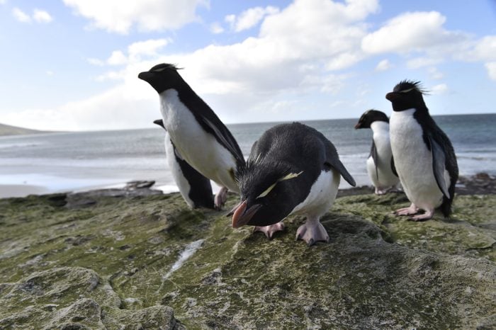 Rockhopper Penguin Residents Falklands Islands