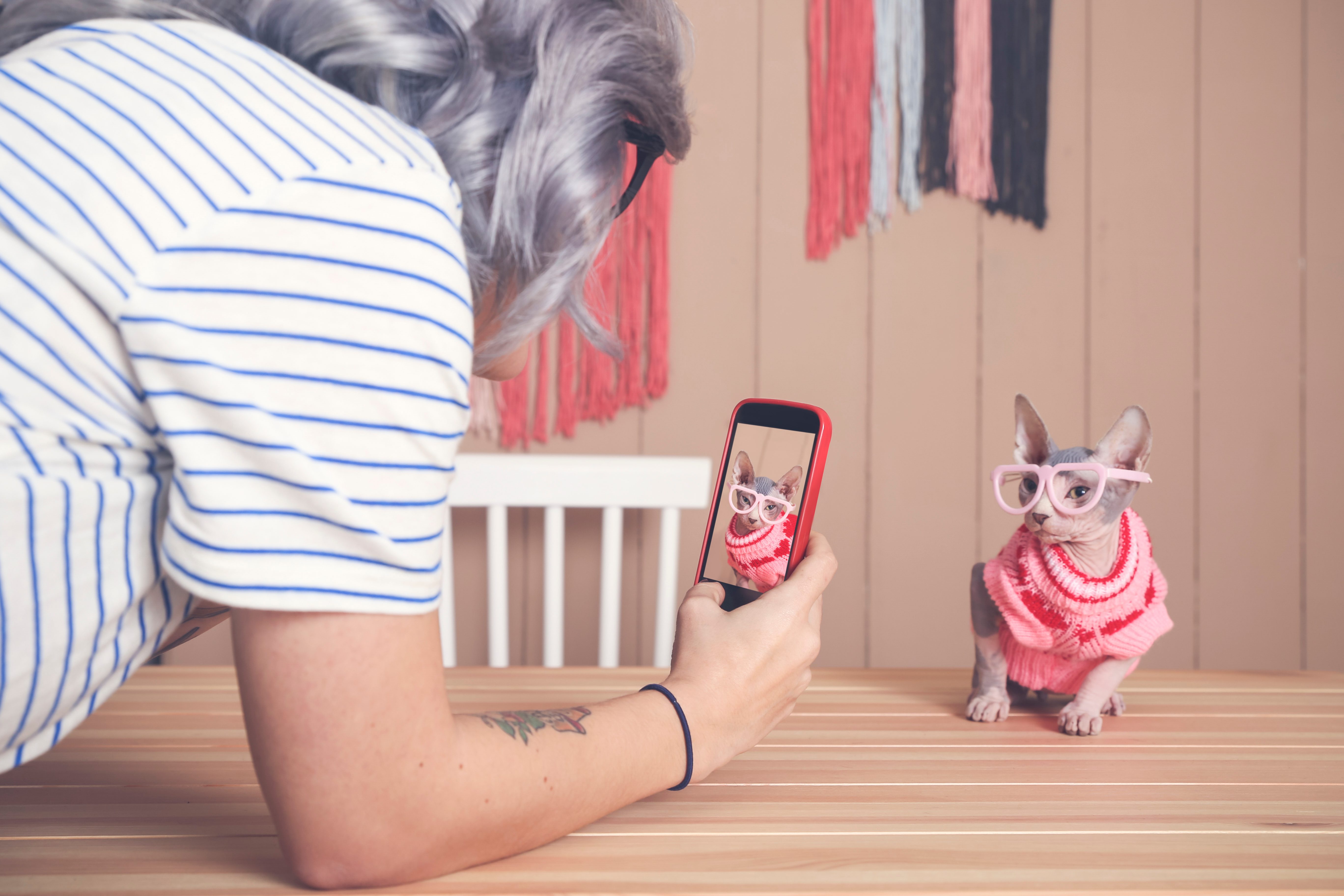 Woman taking cell phone picture of Sphynx cat wearing pullover and funny glasses