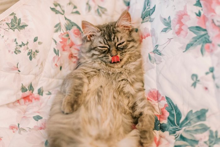 Sleeping cute kitten with tongue