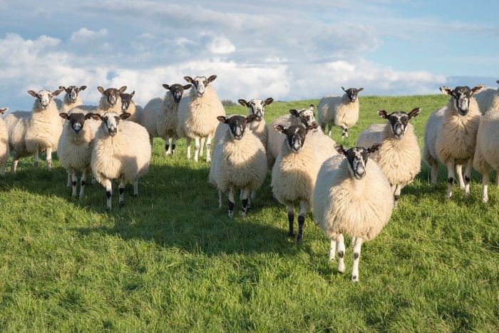 Group of Swaledale sheep in a field in North Yorkshire.