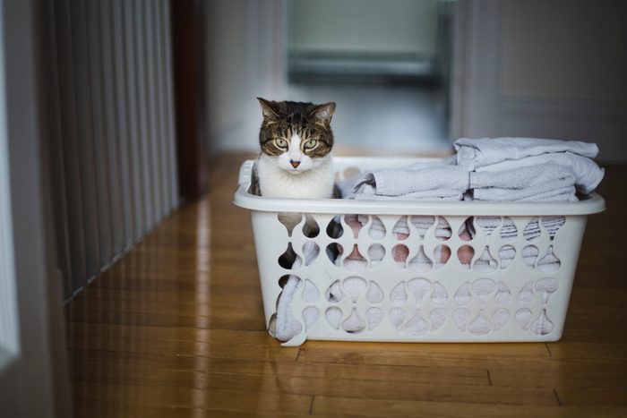 Tabby cat sitting in a laundry basket