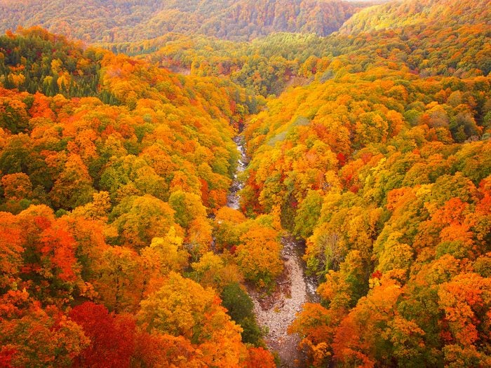 Autumnal Leaves of Beech and Maple, Aerial View of National Park in Northern Japan