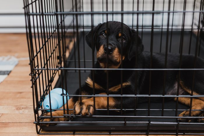 Rottweiler puppy inside his crate