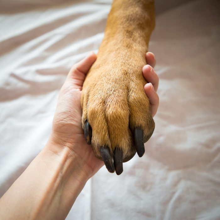 Close-Up Of Hand Holding Dog On Bed