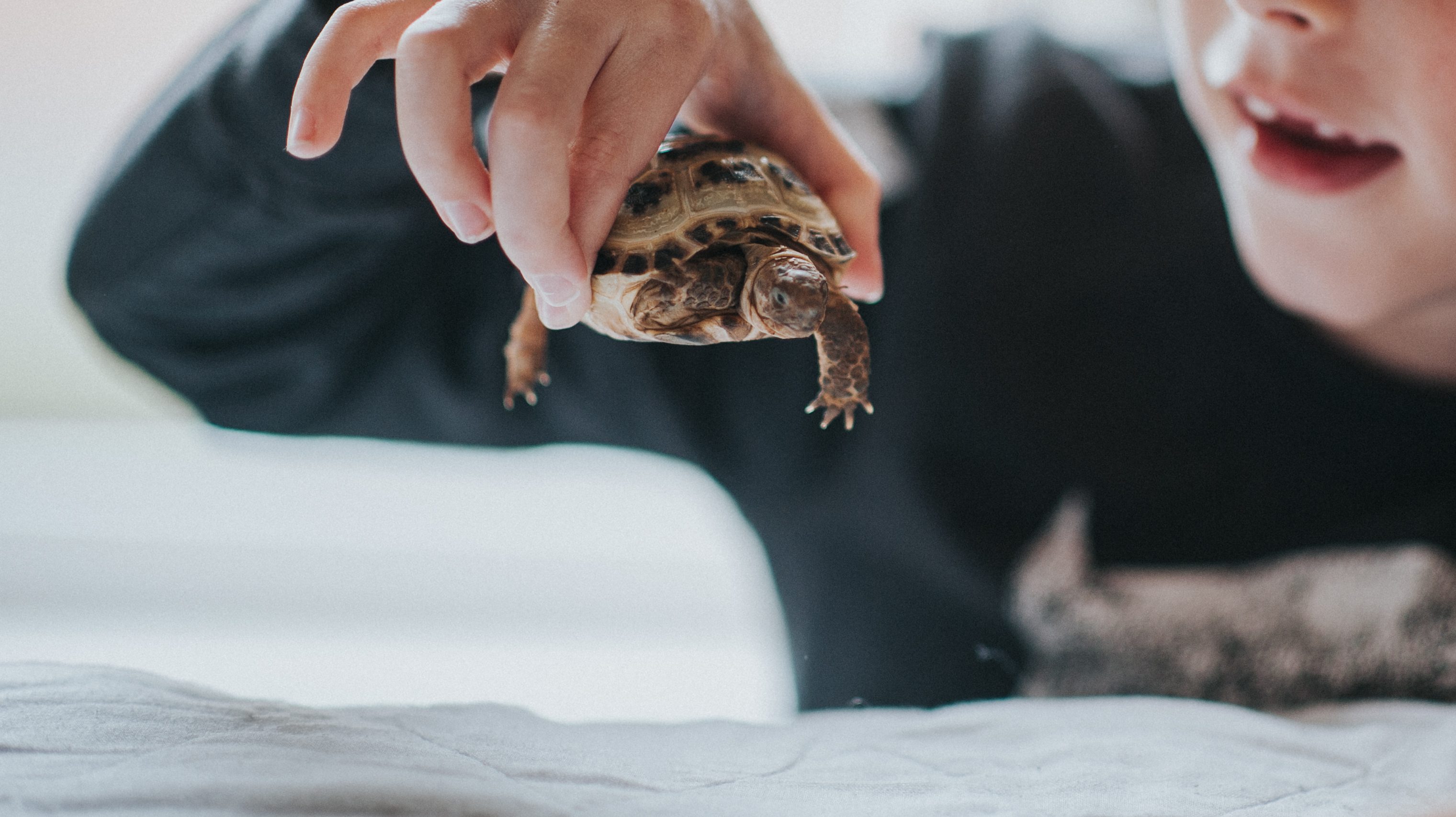 Why You Should Think Twice Before Adopting A Turtle As A Pet Reader S Digest