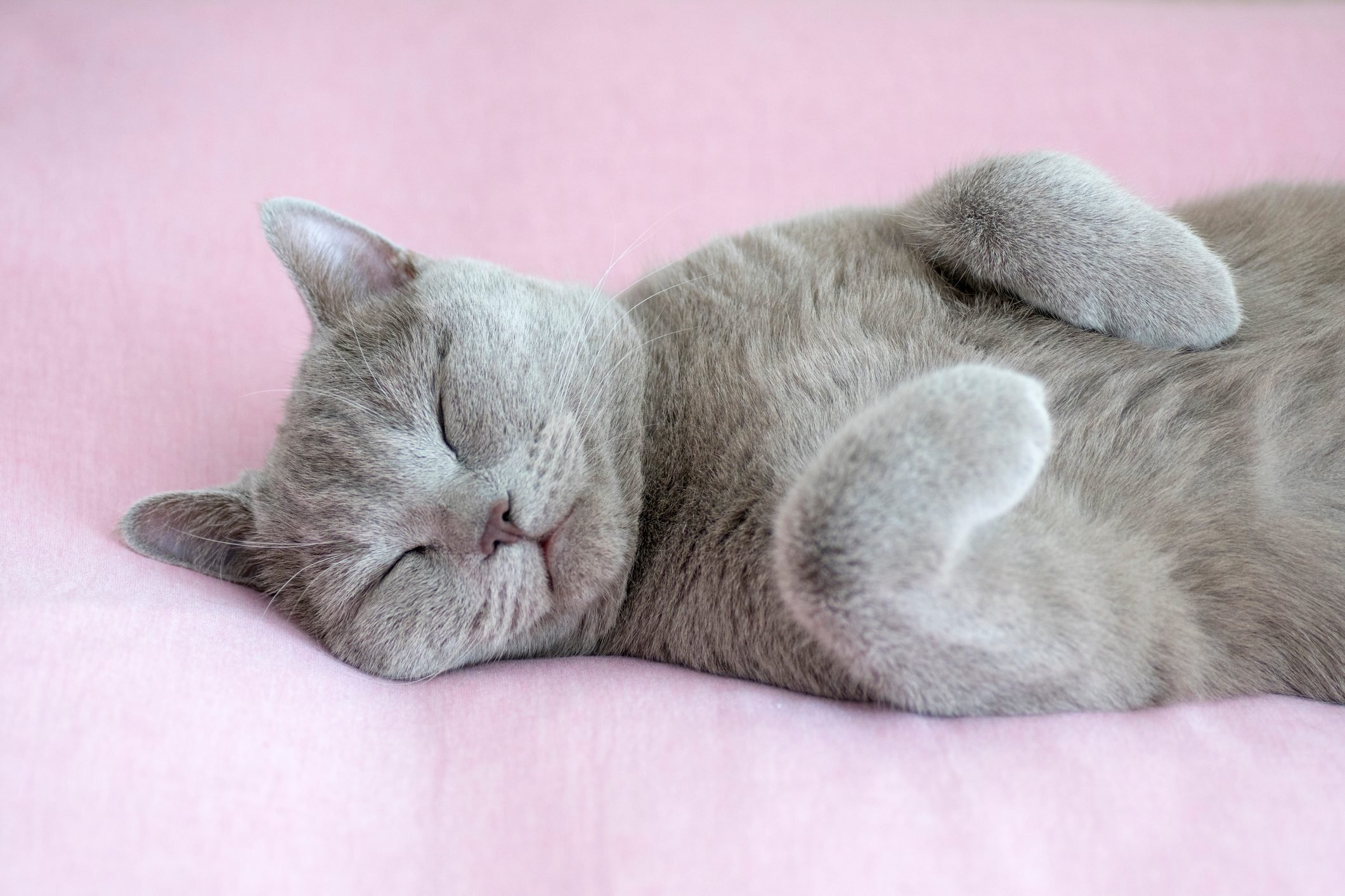 Cats Making Themselves Comfortable Anywhere | Reader's Digest