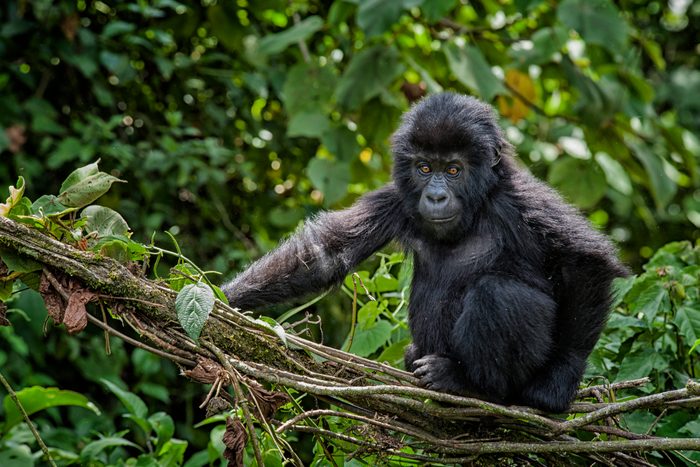 Baby Eastern Lowland Gorilla, wildlife shot, Congo