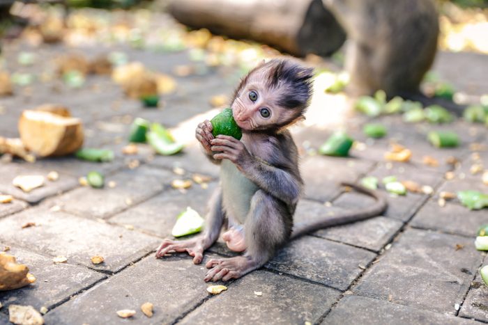 Cute baby monkey eating vegetable