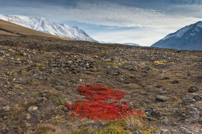 Autumn colored alpine or mountain bearberry (Arctostaphylos alpinus), Paradisdal, Kjerulf Fjord, branch of the Kaiser Franz Josef Fjord, Northeast Greenland National Park, Greenland