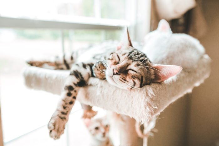 Carefree Kitten, Sleeping Kitten, Bengal Kitten Sleeping