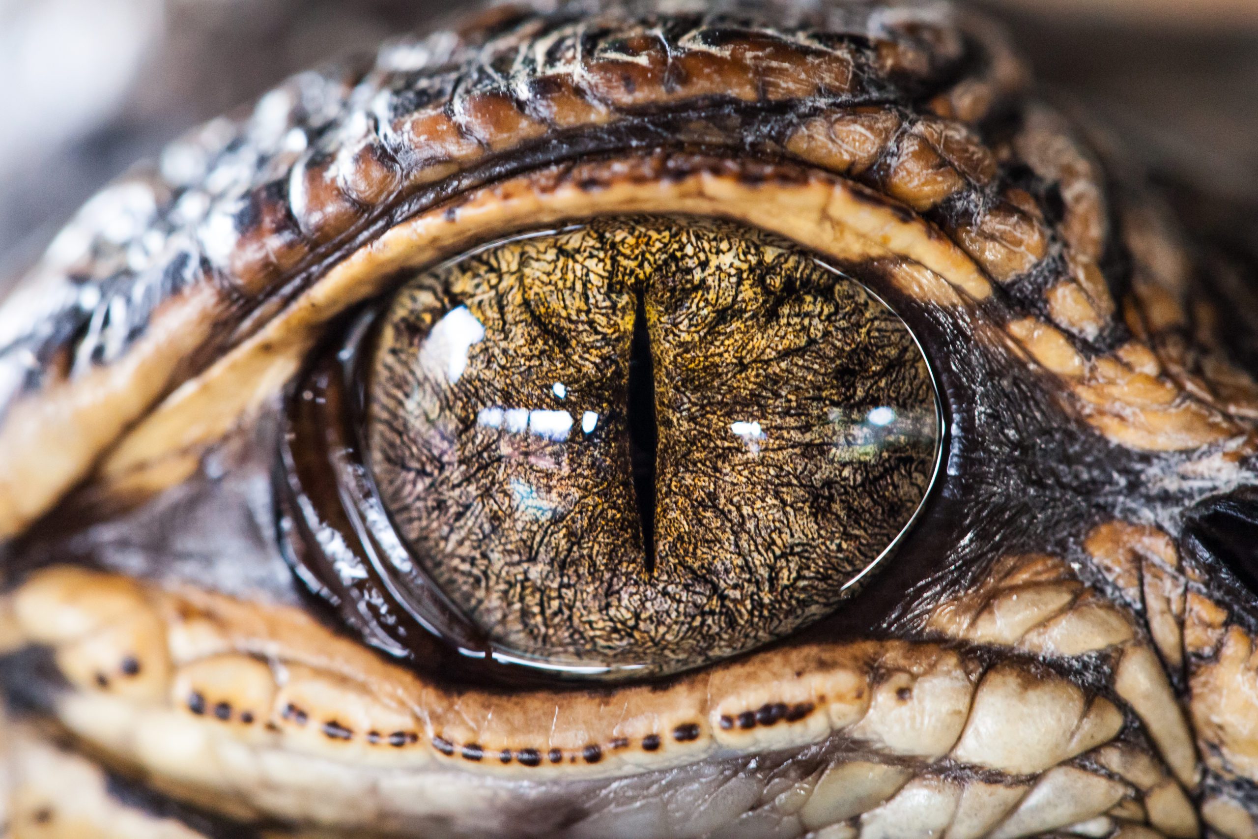 Gator Eye